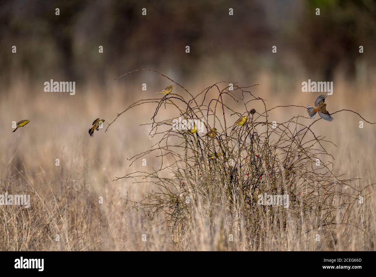 A flock of Yellowhammers-Emberiza citrinella. Winter Stock Photo