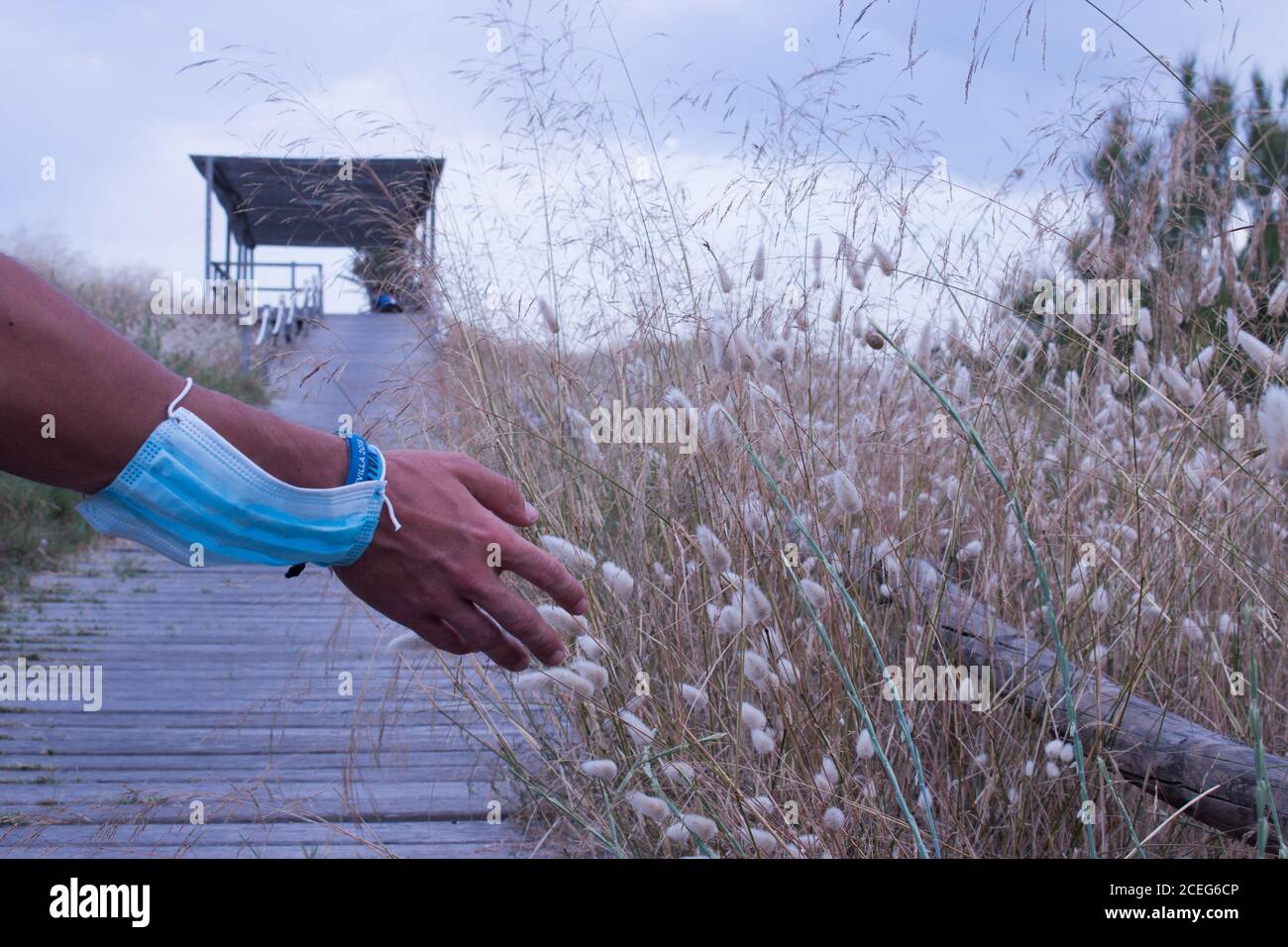 mano de un chico con la mascarilla facial en  el brazo mientras acaricia las plantas en el paseo de la playa del saler en valencia Stock Photo