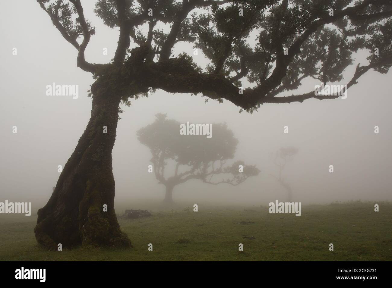 Trees on foggy day Stock Photo - Alamy