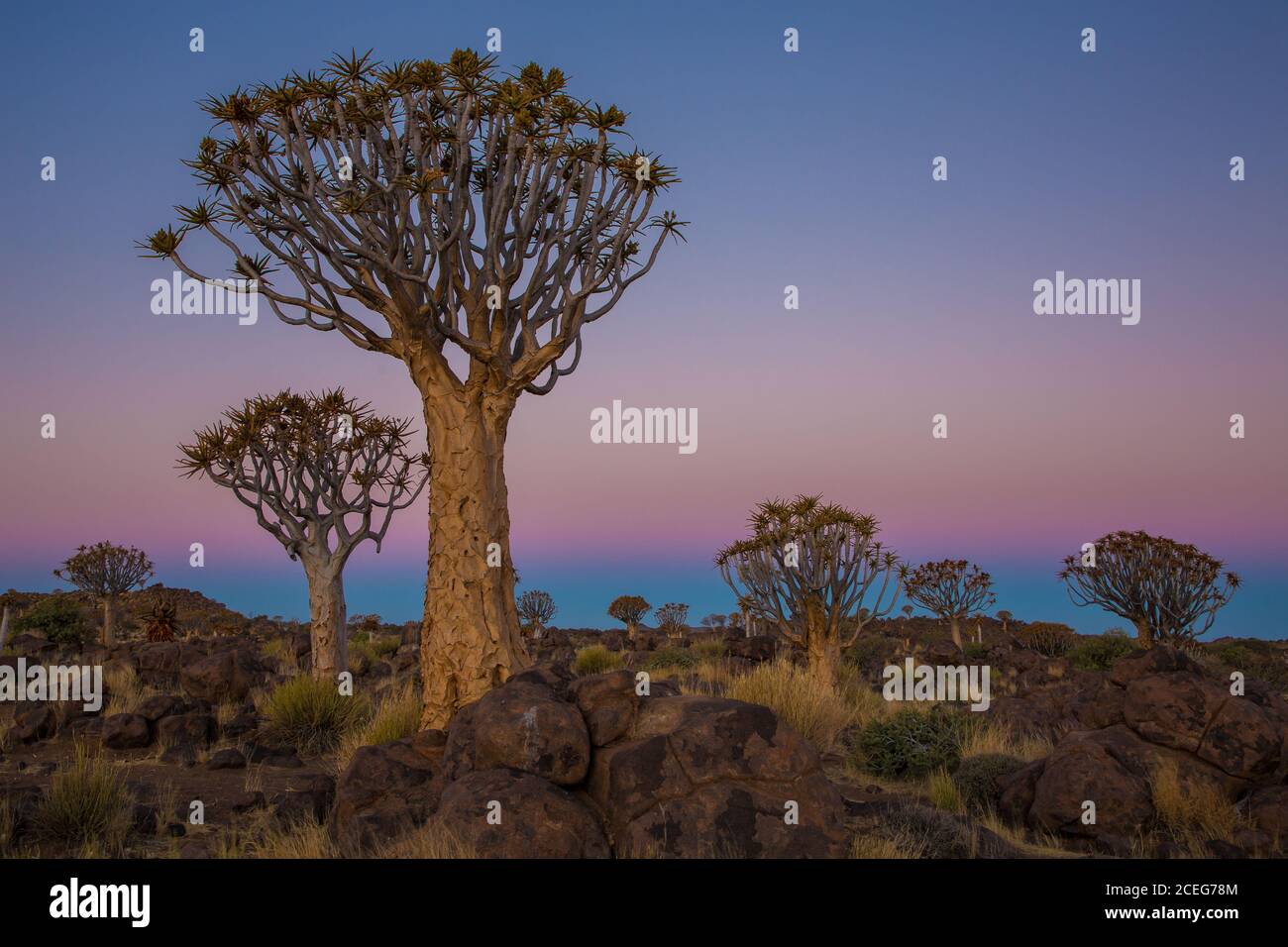 Silhouettes of savanna trees Stock Photo