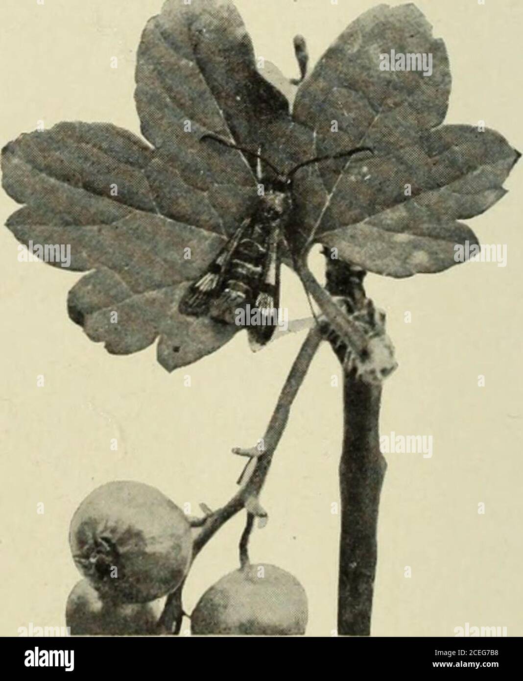 Manual Of Fruit Insects Fig 299 Pupa Of The Imported Currant Borer Matheson Photo X 4 Fig 300 Moth Of The Imported Currant Borer With A Brownish Head And Legs In