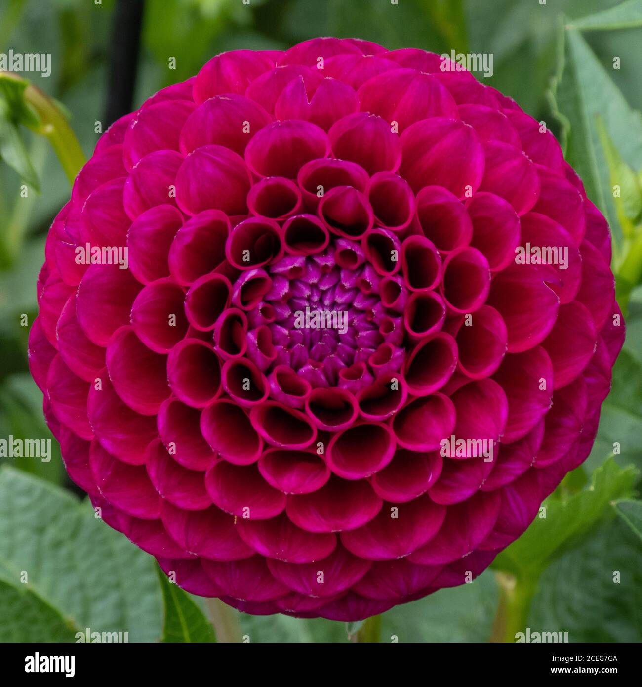 a beautiful bright pink dahlia Stock Photo - Alamy