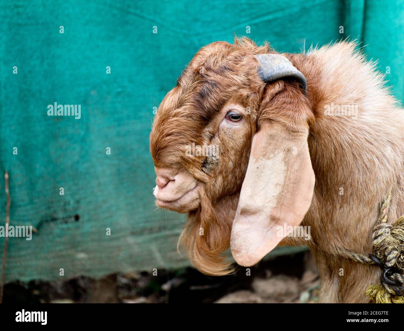Jamnapari goat hires stock photography and images Alamy