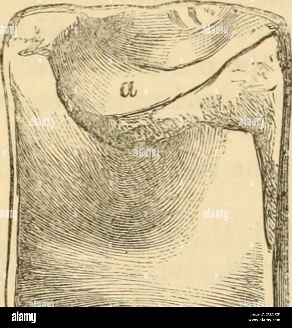 . The Quarterly journal of the Geological Society of London. ep. The 21st vertebra also has the rib partly on thecentrum and partly on the neural arch; and therefore these twovertebras between the neck and the back form the region namedpectoral. Dorsal Vertebrae (figs. 5, 6). The 22nd centrum may be regarded as the first dorsal. Theintervertebral articular face has become much more nearly circular,being 3-J- inches deep, and 3-| inches wide. The articular faces areslightly concave, with a large ill-defined eminence below the middle—a character also seen in subsequent vertebras. The centrum is Stock Photo
