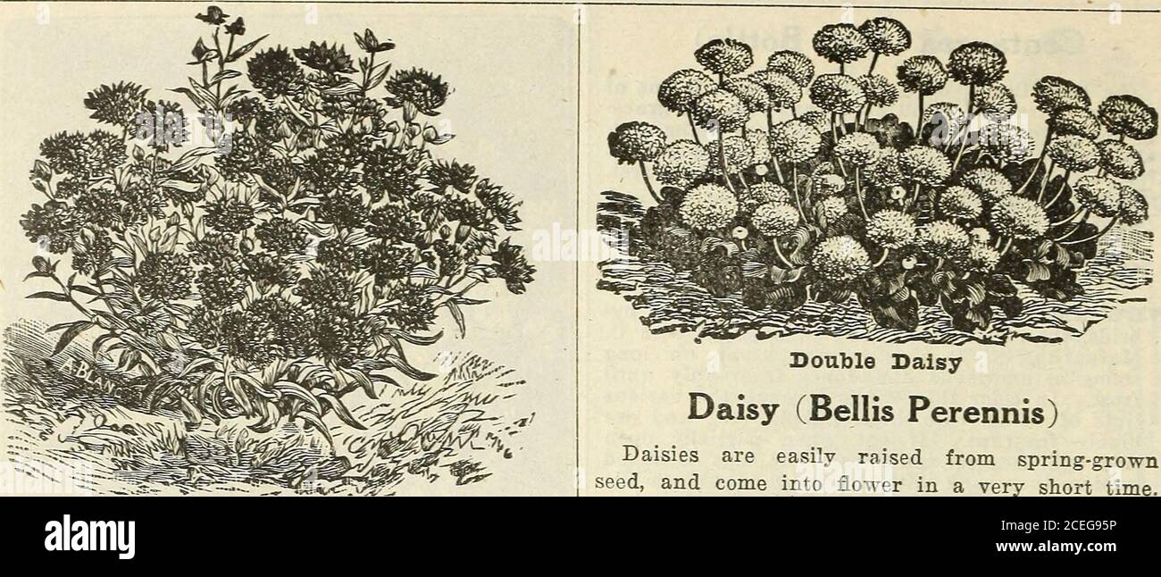 . Cole's garden annual. erve in a dry warmcellar. Half hardy bulbs. DOUBLE MIXED. Finest varieties; 2 to 4 ft.Per pkt. 5 cts. NEW TOM THUMB. New single varieties inmixed colors; neat, compact and dwarf habit,growing about one foot in height; very freeuowering; invaluable for cutting purposes. Perpkt. 5 cts. Escholtzia (California Poppy) Very attractive plants for beds, edgings ormasses; profuse flowering and fine cut foliage, inbloom from June till frost; 1 foot. Hardy an-nuals. FINE MIXED. Flowers yellow, orange andwhite; blossoms 2 inches in diameter. Perpkt. 4 cts. Fuchsia (Ladys Ear Drop) Stock Photo