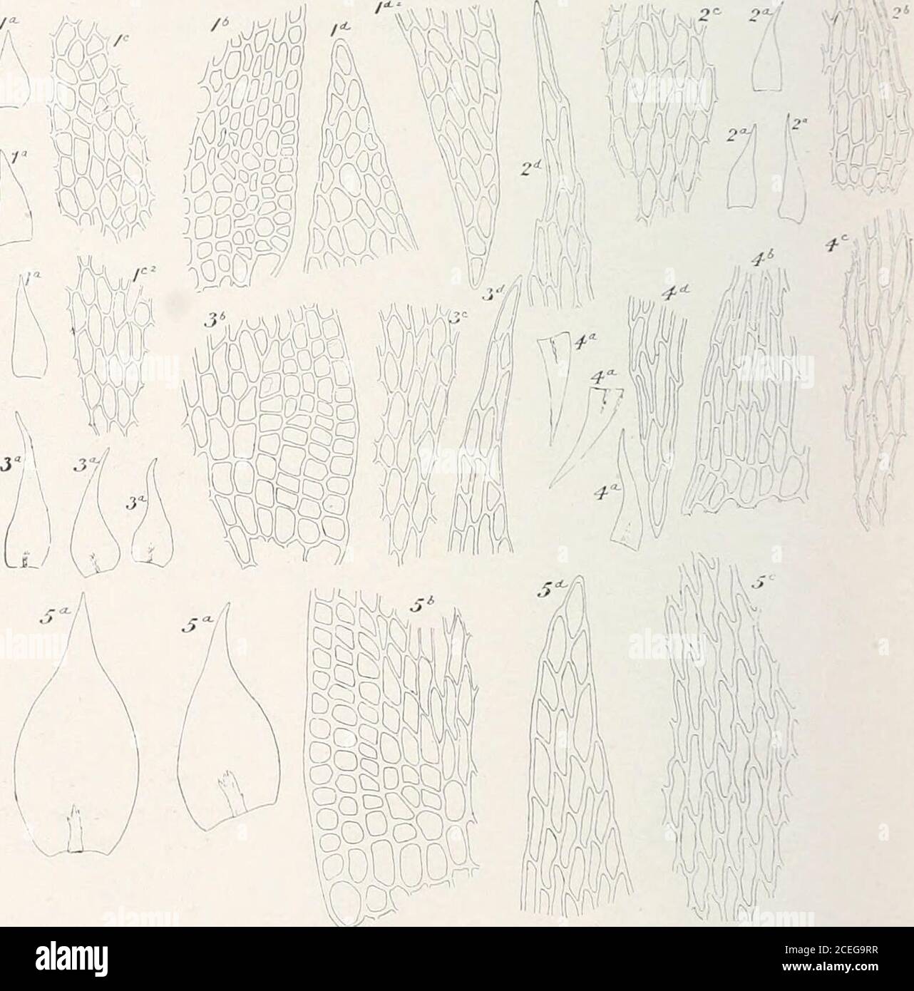 . Mosses with hand-lens and microscope : a non-technical hand-book of the more common mosses of the northeastern United States. ■u,/./,/r  FiGLiRt 201. Amblysleqie/la sublilis (From Bry. Eur.) 376 MOSSES WITH HAND-LENS AND MICROSCOPE A. subtilis (Hedw.) Loeske. Plants small, in thin closely woven dark-greenmats; leaves rather distant, lanceolate to linear-lanceolate, slenderly long-acuminate, narrowed to the insertion, not decurrent, entire, appressed when dry,0.25-0.6 long; costa short and faint or lacking; median cells oblong-hex-agonal, 2-3:1 ; alar cells quadrate to transversely elongated Stock Photo