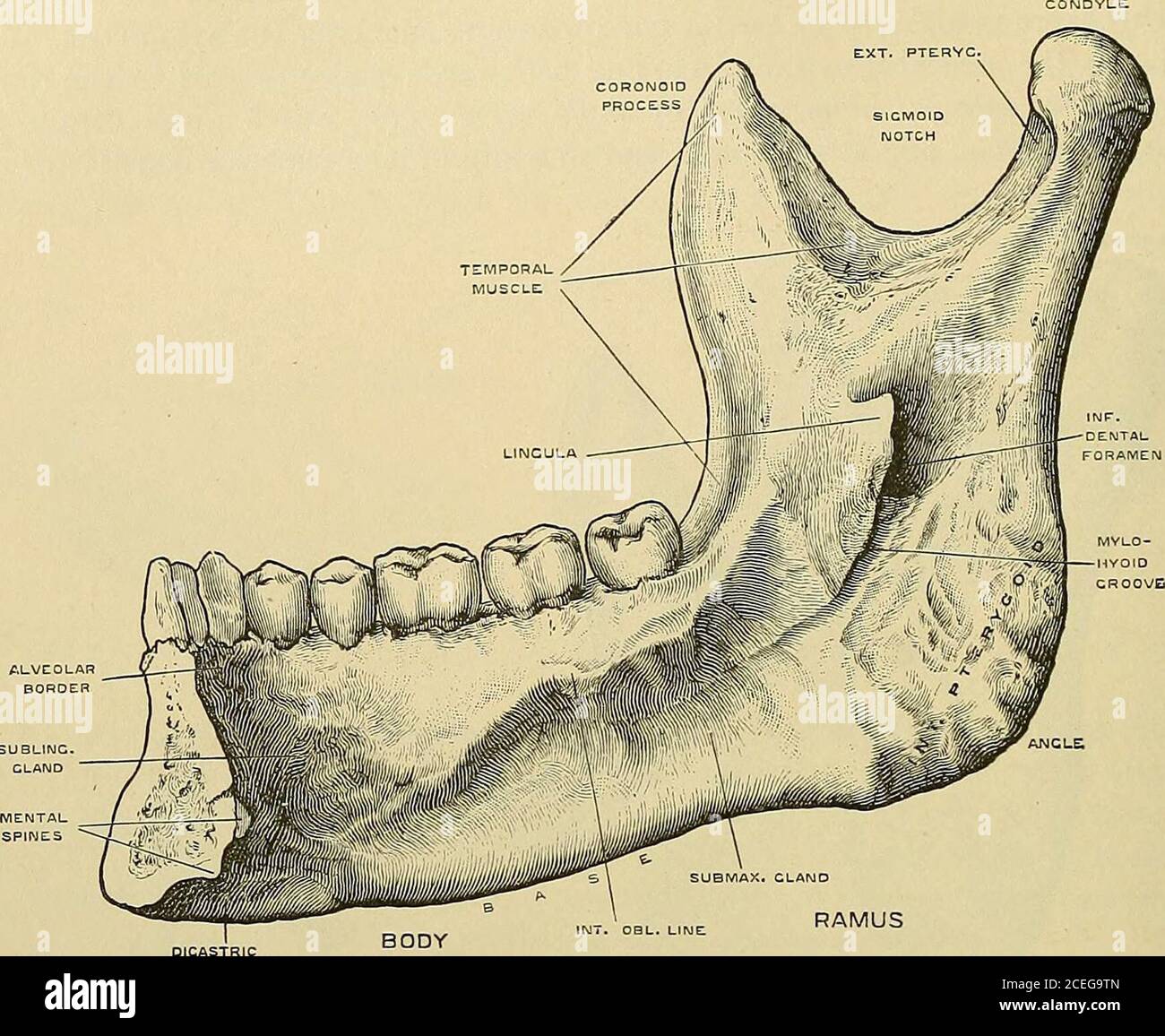 Ramus Bone Marking