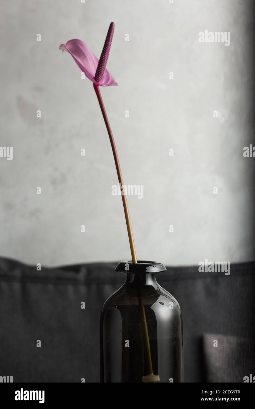 Neat purple peace lily on long stem standing in translucent black glass vase with grey wall and black draping on background Stock Photo