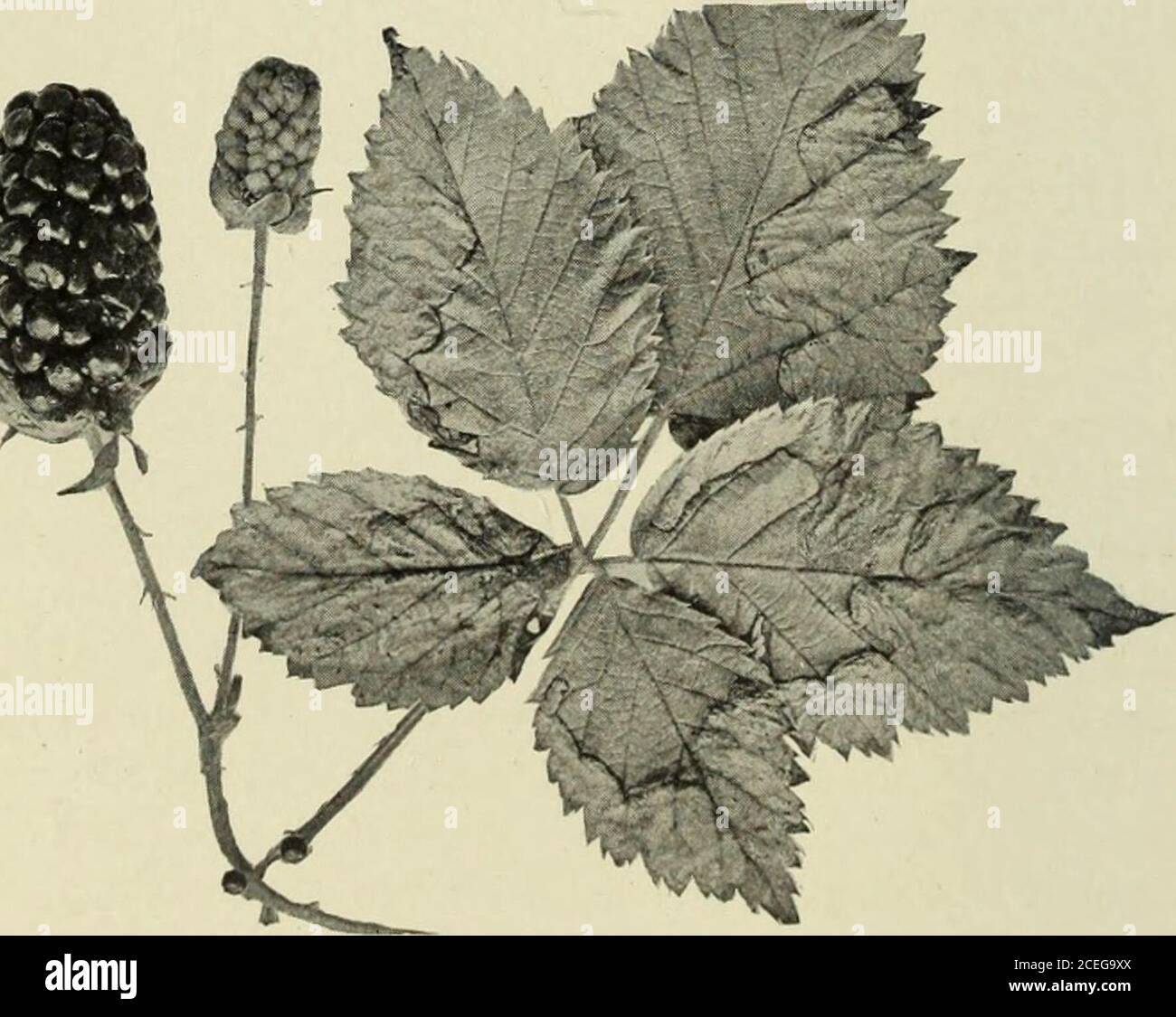 . Manual of fruit insects. Fig. 276. — Mines in a blackberry leaf. HWp mv II^Hf^* f}. ^^P wl^Km RASPBERRY, BLACKBERRY AND DEWBERRY INSECTS 319 York the second brood is probably only partial. The winteris passed in the larval or pupal condition in the ground. A satisfactorymethod of control-ling this insect hasnot been worked out,but it would be worthwhile to try to killthe larvae in theirburrows by sprayingwith Black Leaf40 tobacco extract, 1 pint in 100 gallons ^^- 277. - Egg-blisters of the blackberry leaf-*^ ^ miner, one opened to show the egg (x6). of water, to which a little soap has been Stock Photo