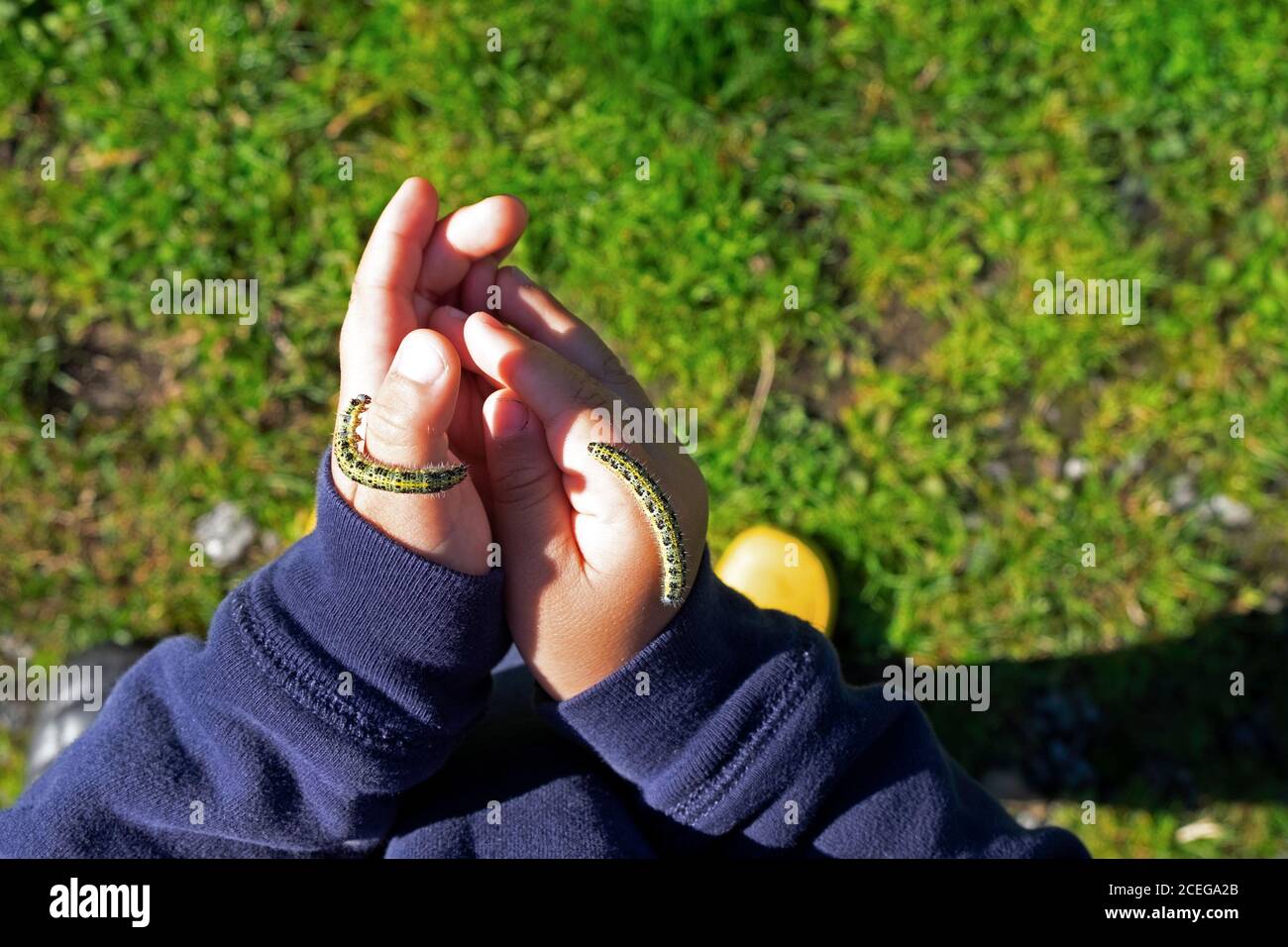 Child 3 with cabbage white caterpillars crawling on hands view from above in summer Carmarthenshire Wales UK  KATHY DEWITT Stock Photo