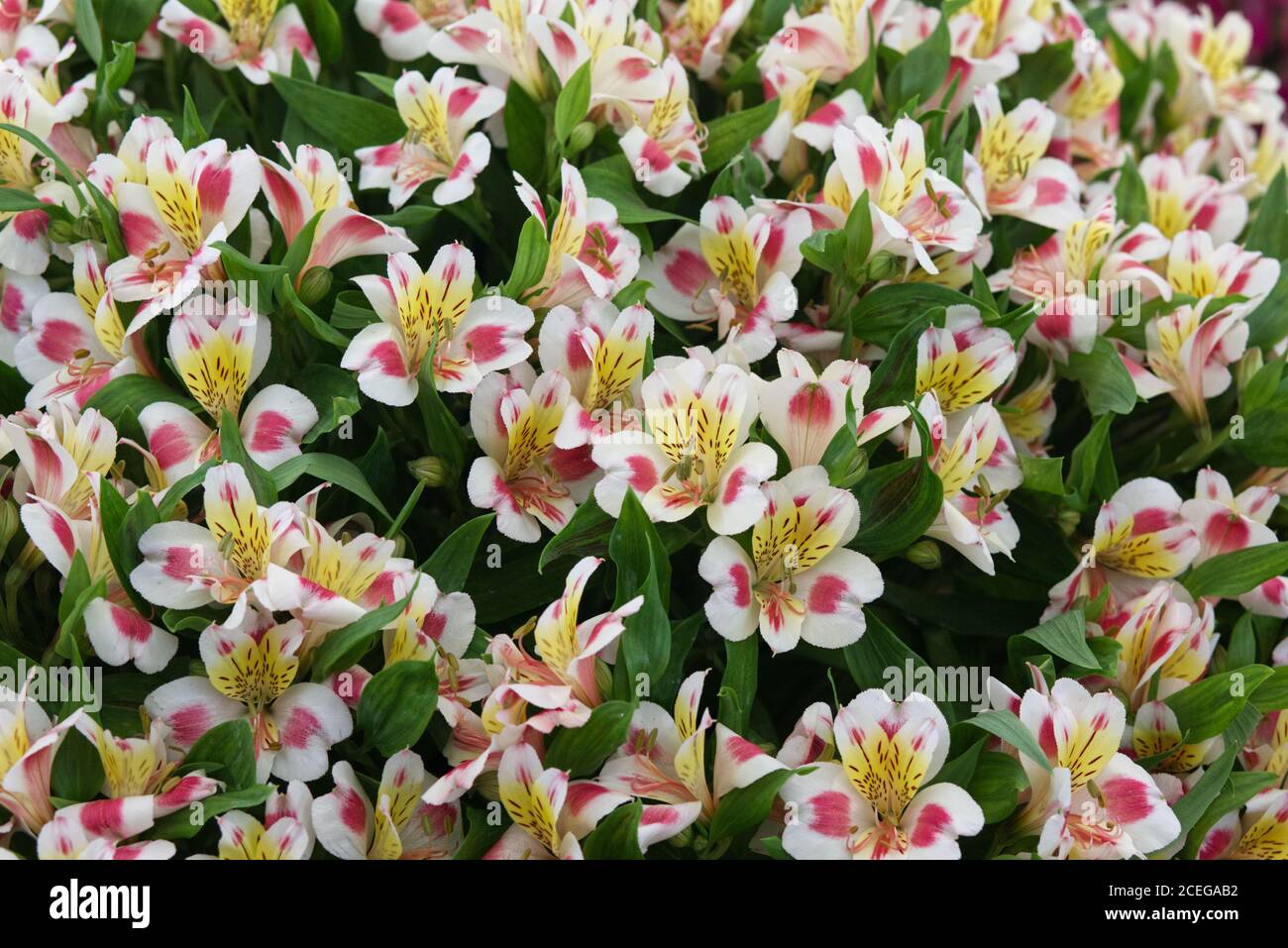 Alstroemeria aurea, victoria, peruvian lilly Stock Photo