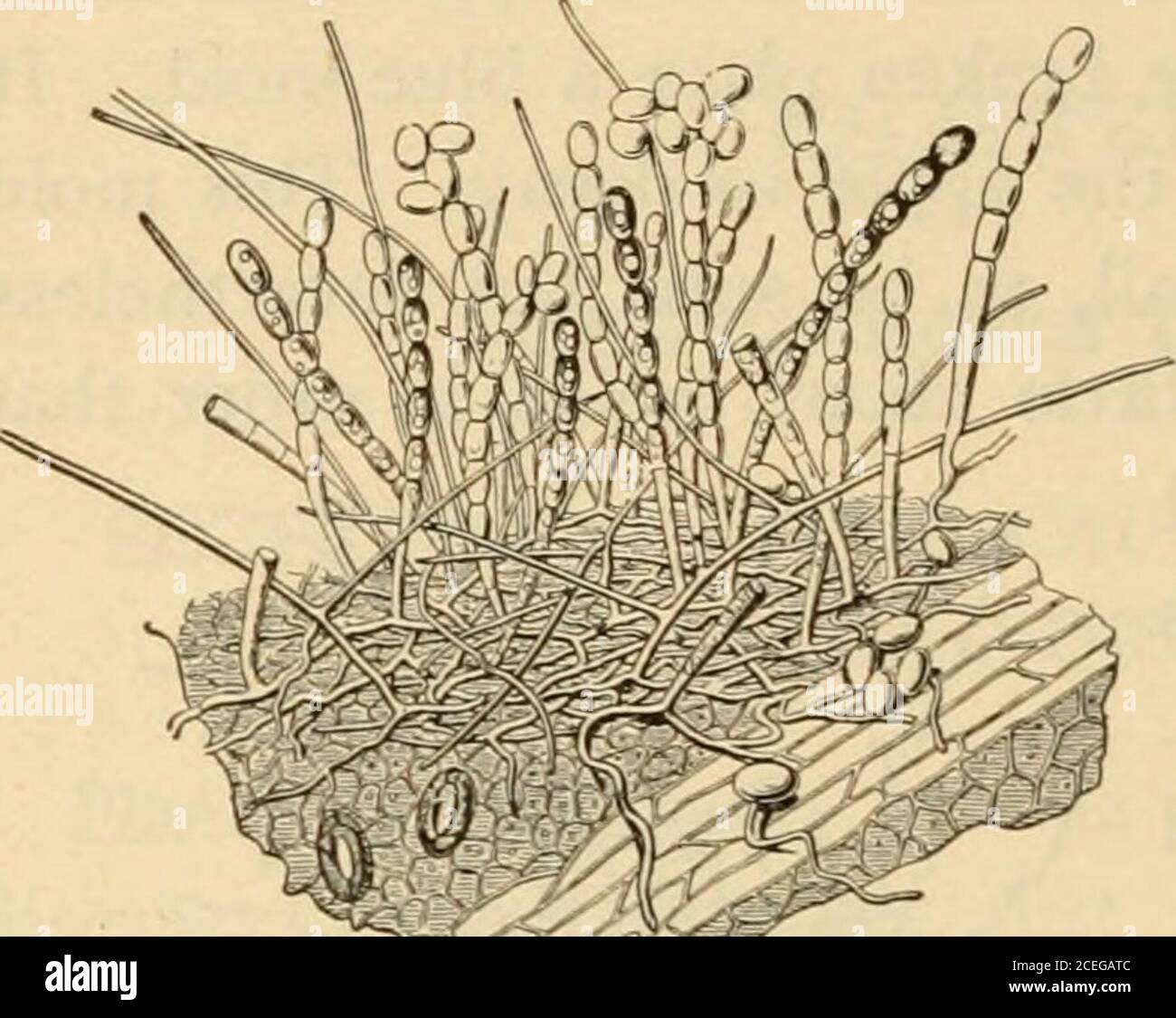 . Agriculture for beginners. Fig. 82. Tangled Threads of Blue MoldThe single stalk on left shows how spores are borne 96 AGRICULTURE FOR BEGINNERS. Fig. 83. Magnified Rose Mildew dip a match or a pin into the bkie mold on a lemon, and draw the match across the moist bread. You will thus plant the spores in a row ;they are so small thatperhaps you may not seeany of them. Place thebread in a damp placefor a few days and watchit. Does the mold growwhere you planted it.-Does it grow elsewhere ^This experiment shouldprove to you that moldsare living things and can be planted. If you find spots else Stock Photo