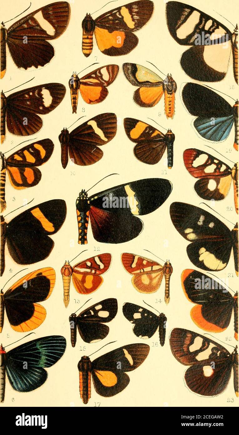 . Catalogue of the Lepidoptera Phalænæ in the British museum. a cohimbiiia, d •T). OpJithtihiiis pro.vanihia, $n. M(MSft(ia monteirunci, $ . 7. yiii)i(usetnia vittata, 2 • 8. iSchdusid halofi&gt;s daria, 2 •11. Oplithalmls foresiaiia, a •130. Mimensemia alhlcHin^ S ?Ul. Oplithahnis honiorrhoidalh 22. Ophthalmis clncta, (S . 23. Mimeusemia accvrata, 2 ? Vol. 111. p. 615.„ p. G50.„ p. H08.„ p. (io9. p. •i47. p. (U4. p. GOD. GIG. 023. GfJl. G46. 579. GOP,. G04. 584. 584. G59.p. G28.p. G50.p. GIO.p. G47.p. G47.p. G14. Ke I. Ceram. Celebes. Colombia. Bourn. Angola. Java. Cameroons. Congo. Brazil. N Stock Photo