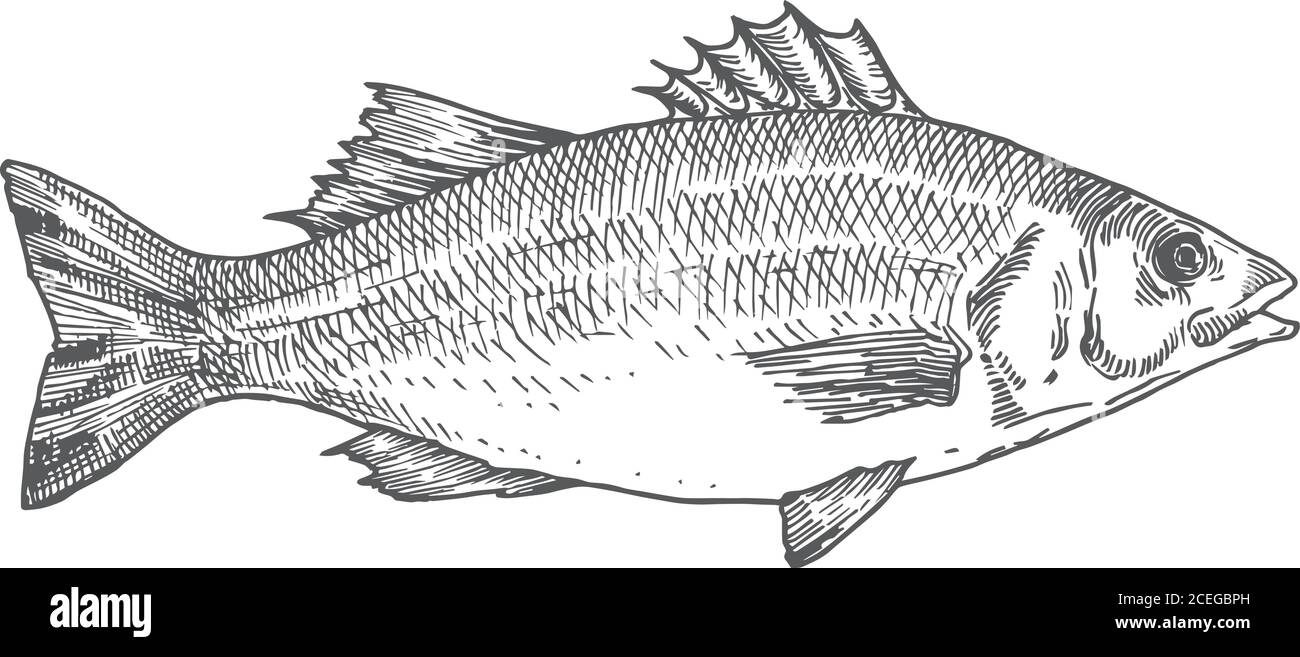 Sea Bass Hand Drawn Vector Illustration. Abstract Fish Sketch. Engraving Style Drawing Stock
