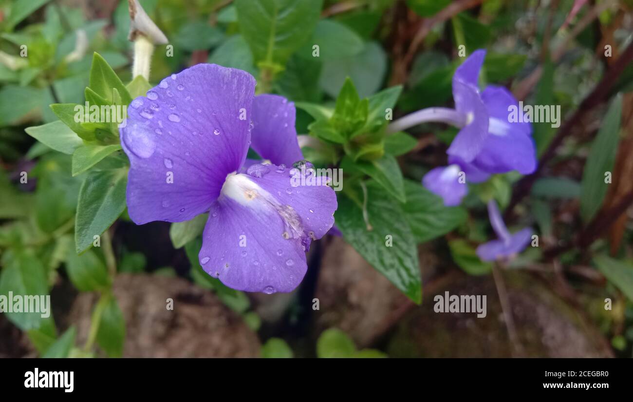 Purple hawaii flowers hi-res stock photography and images - Alamy
