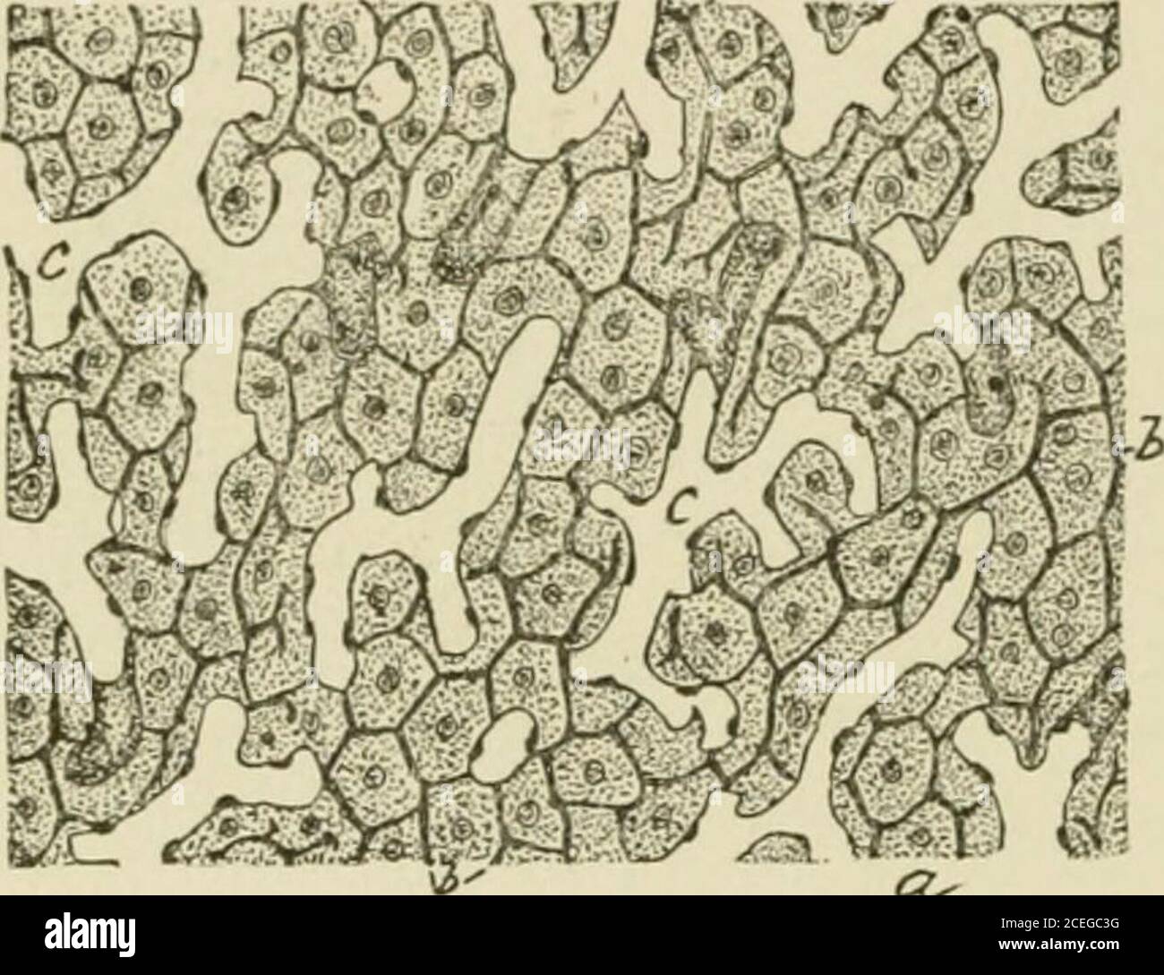 . Text-book of normal histology: including an account of the development of the tissues and of the organs. channelscontaining corpuscles ; b, lumina of hepaticcylinders which correspond to bile-capil-laries ; c, pigment-cell. i8o NORMAL HISTOLOGY. Fig. 224. The exi.stence of a distinct independent wall to the bile-capillarieshas been the subject of much conflicting testimony ; according to some, these vessels are with-out distinct walls of theirown, while other authoritiesregard the existence of a deli-cate special wall consisting of^-v^w Y=&gt;.gf/Y . r/^ij;-jr ^^.,-  - a homogeueous structur Stock Photo