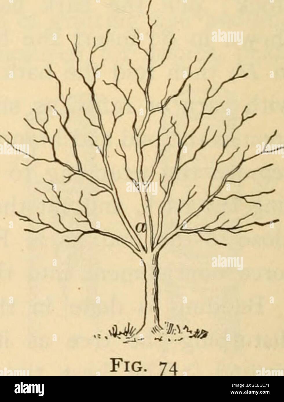 . Agriculture for beginners. HOW TO RAISE A FRUIT TREE 89 pruning is to ...