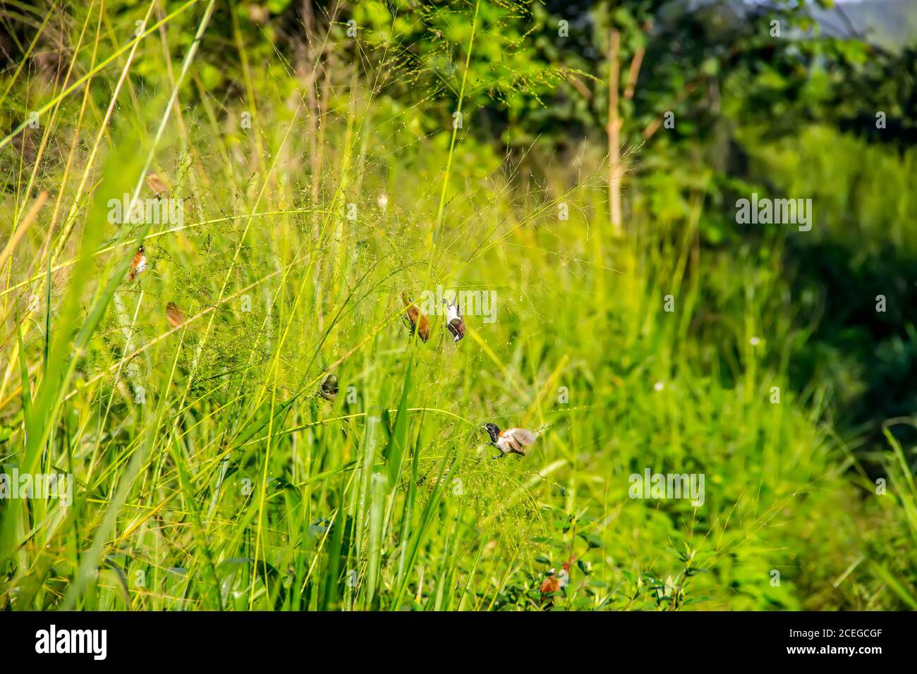 Amadina, White-backed munia (Lonchura striata striat - subspecies is found in Lanka) feed on wild cereals in natural conditions of mountain plateau. C Stock Photo