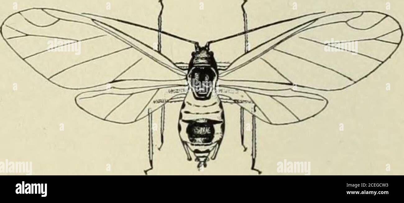 Aphis bull hi-res stock photography and images - Alamy