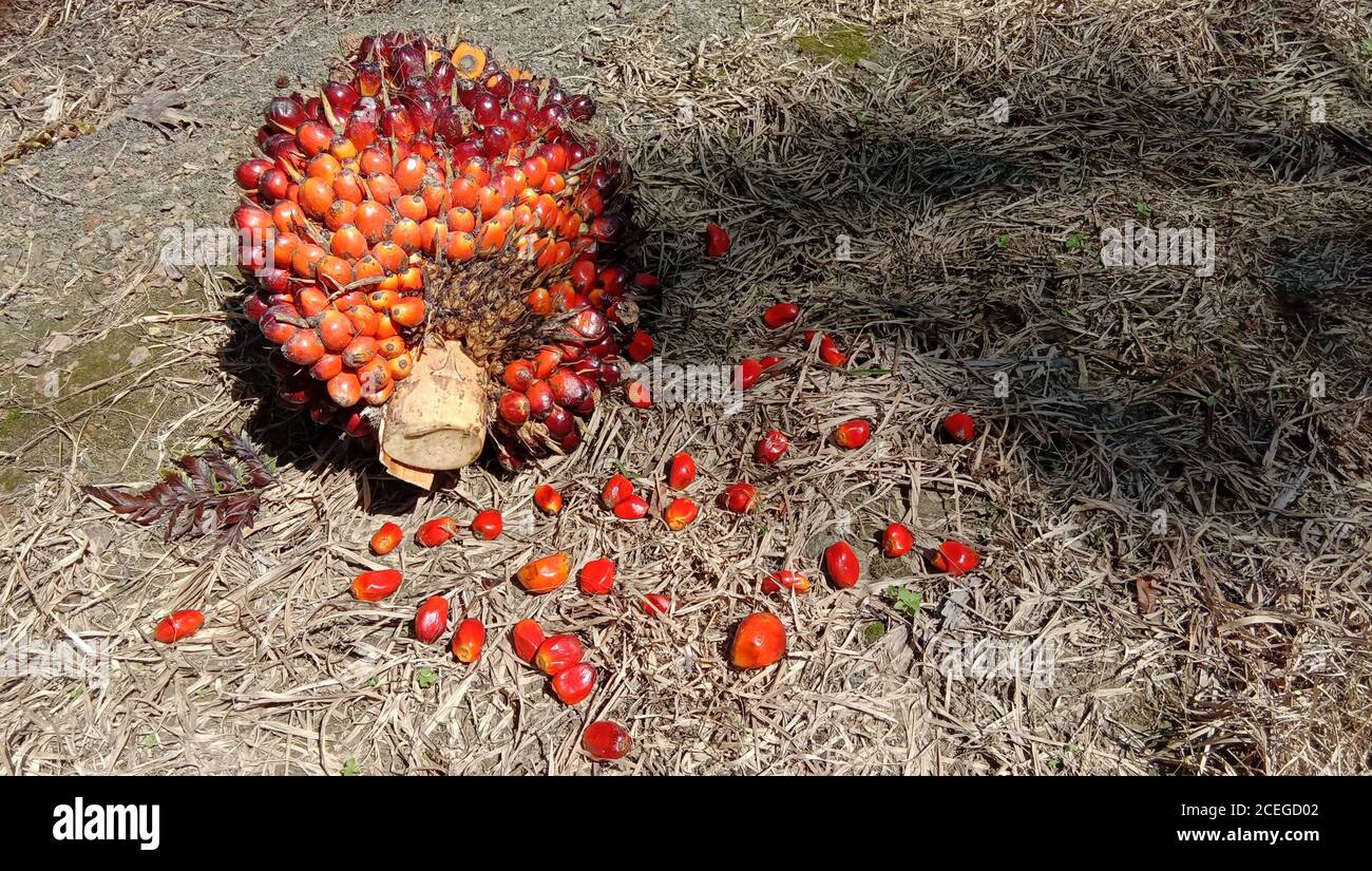 A palm oil fruit under the sun Stock Photo