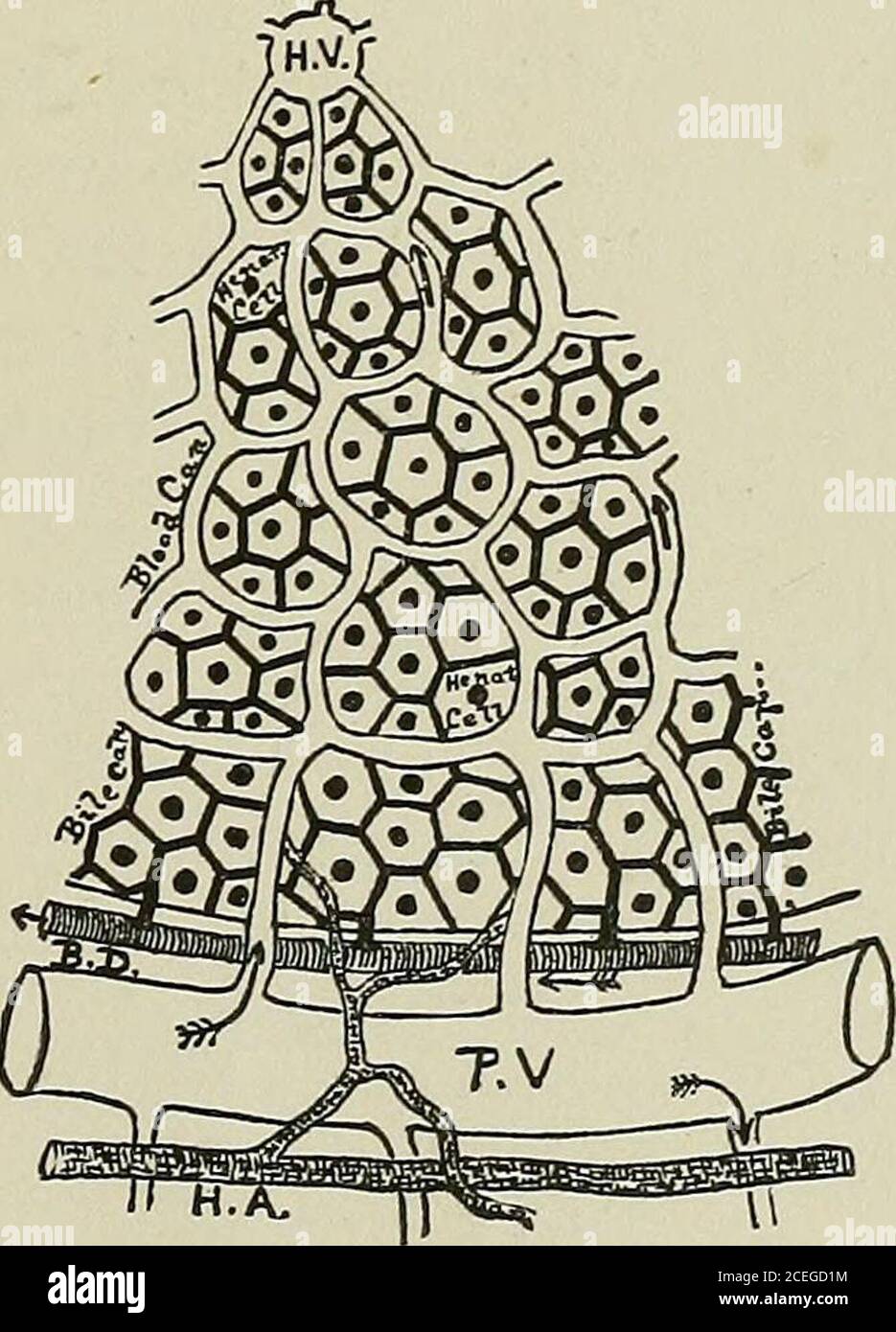 . Text-book of normal histology: including an account of the development of the tissues and of the organs. ries of the lobules are imper-fectly defined by the irregular areas representing the poorly-developed capsule of Glisson. sideration of the vascular supply is necessary to an understanding ofthe structure of the lobule. The interlobular vessels, situatedbetween the lobules at their periphery,are continuations of those passingthrough the transverse fissure; theyare the portal vein, the hepatic ar-tery, and the bile-duct. The portal vein, the largest ofthe interlobular vessels, gives off nu Stock Photo