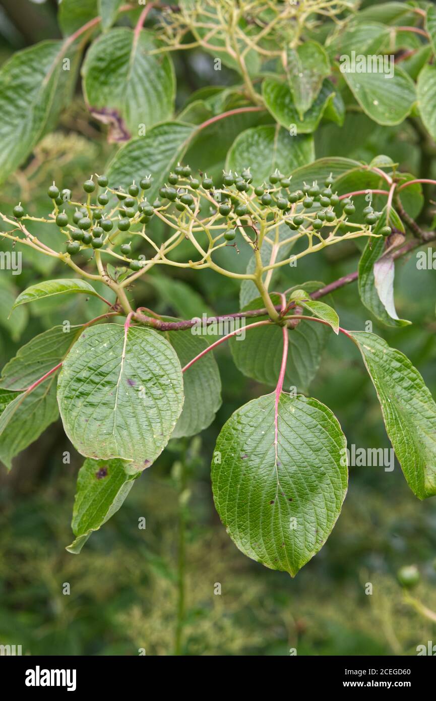 Common Dogwood leaves and green berries Stock Photo