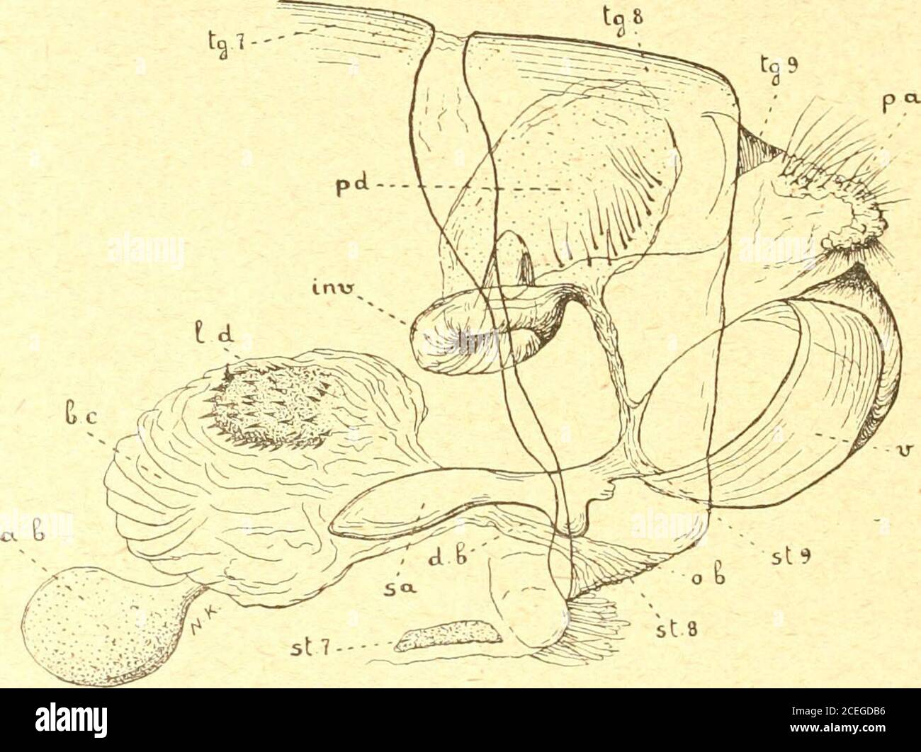 Russkoe Entomologicheskoe Obozrenie Revue Russe D Entomologie D D N 5 A Dd D D D D Nd D D Nnd Nd Dºd D Nd Nnd D D Nd D D D D Nd Nn D Nd D D Dµnnd Nd D D D D D D D D Nd D D D D D D D D D Nd D D Nnd Gonepteryx Rhamni L Nd D Dºn Tg 7 Tg 8