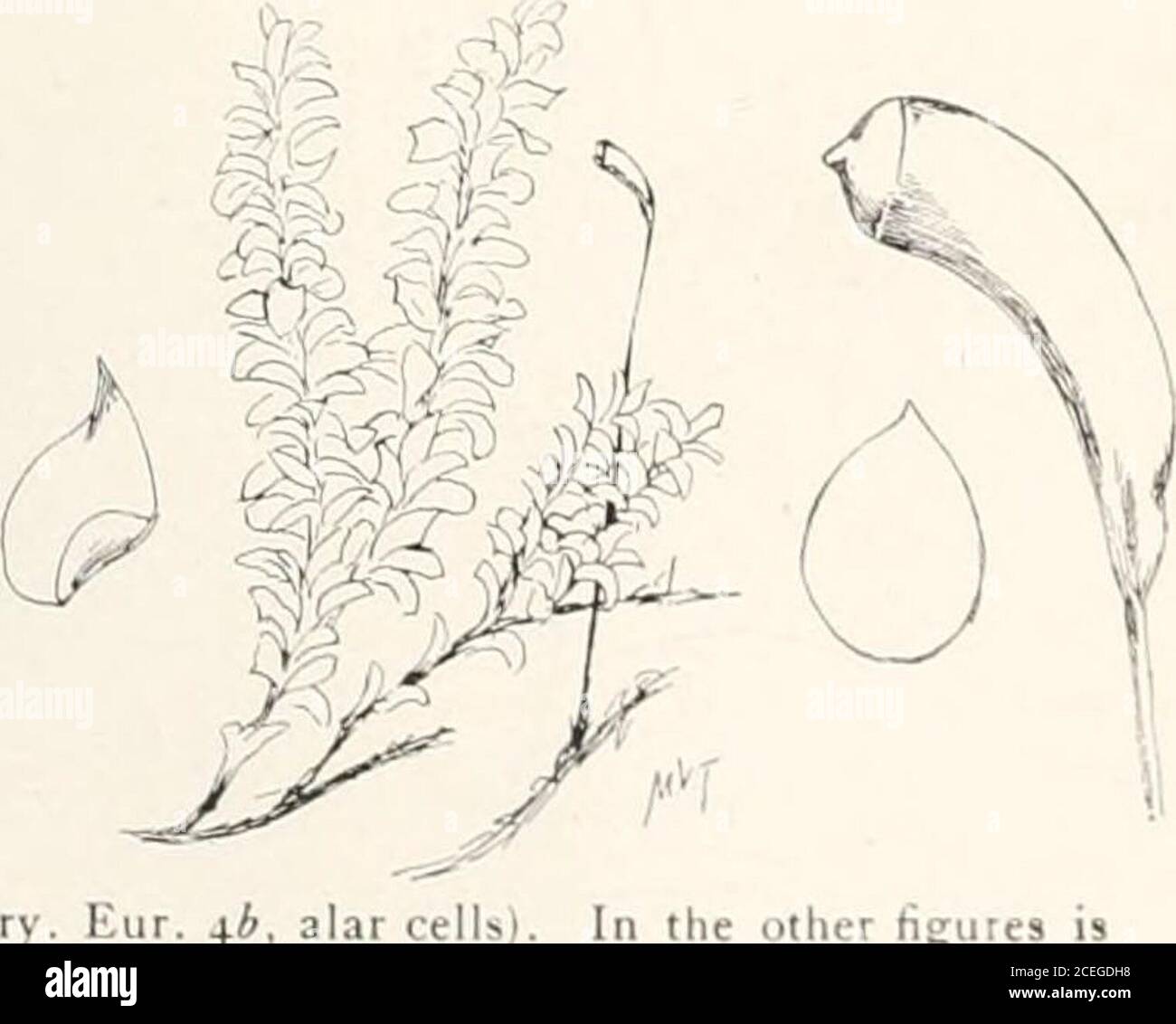 . Mosses with hand-lens and microscope : a non-technical hand-book of the more common mosses of the northeastern United States. motleFigure 180. Hygroliypnum ditatatum (Figs. 1-5 from Bry. Eur. +4, alar cells)represented a plant X3, and leaves and capsule Xio.. ^46 MOSSES WITH HAND-LEXS AND MICROSCOPE hexagonal, frequently colored; spores in summer. Common in mountain brookson stones. This is the Hypniim molle of the Bryologia Europea and many otherauthors. The true Hypnum molle Dicks, probably does not occur in our rangealthough it is found in the western mountains. Its leaves are narrower pr Stock Photo