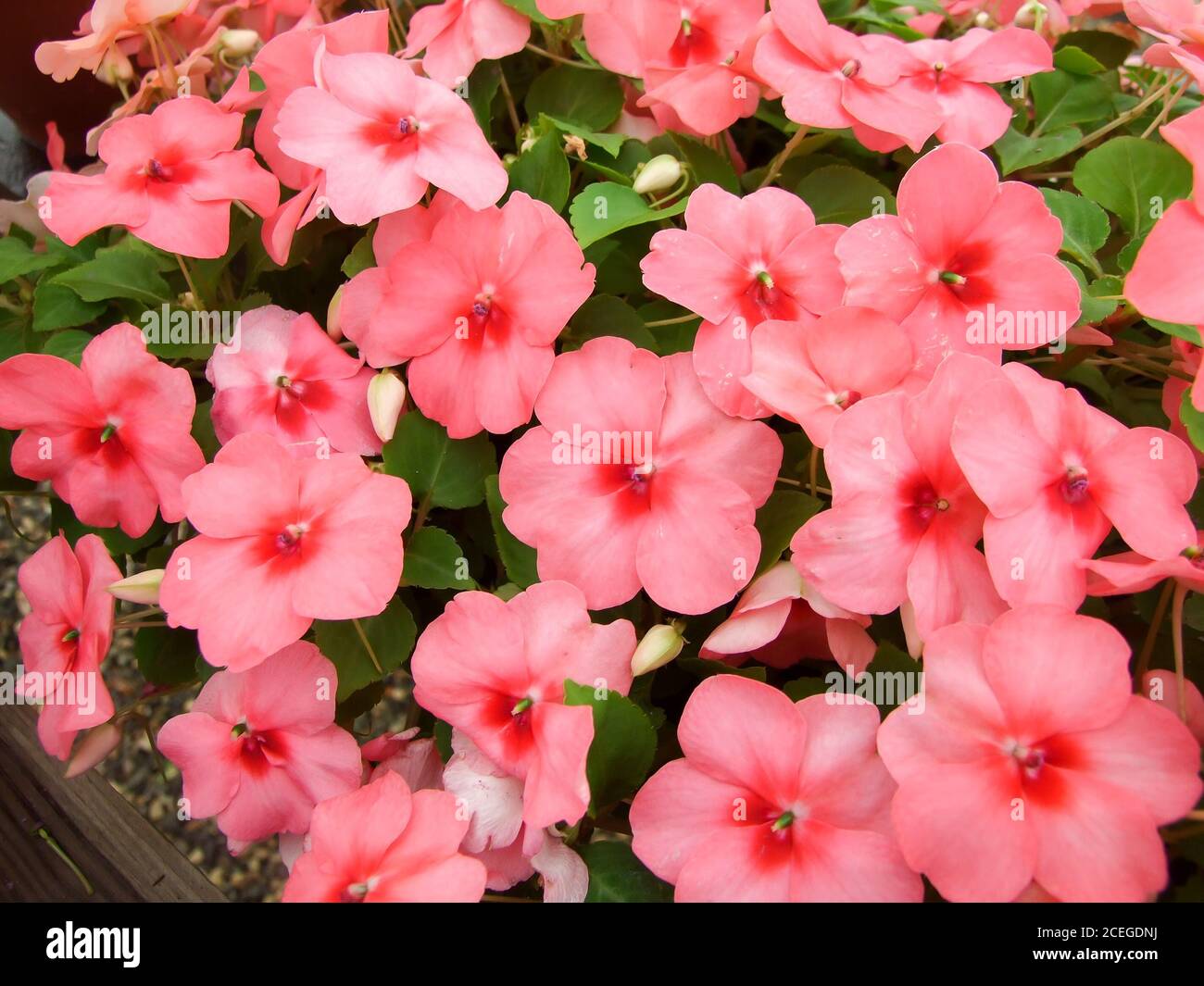 Light salmon impatiens in potted, scientific name Impatiens walleriana flowers also called Balsam, flower bed of blossoms in white Stock Photo