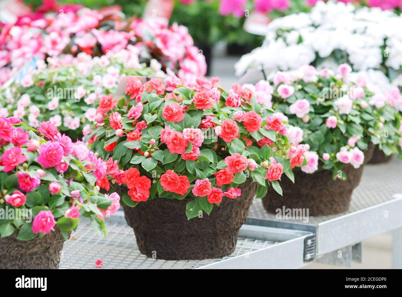 Mixed colors impatiens in potted, scientific name Impatiens walleriana ...