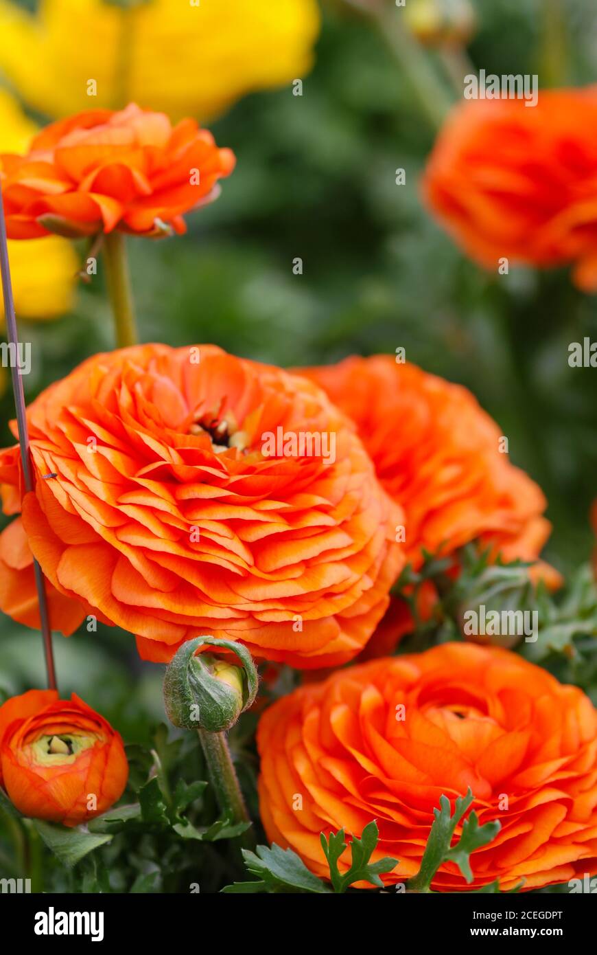 Ranunculus flora. A blossomed orange flower with detailed petals shot, potted plant Stock Photo