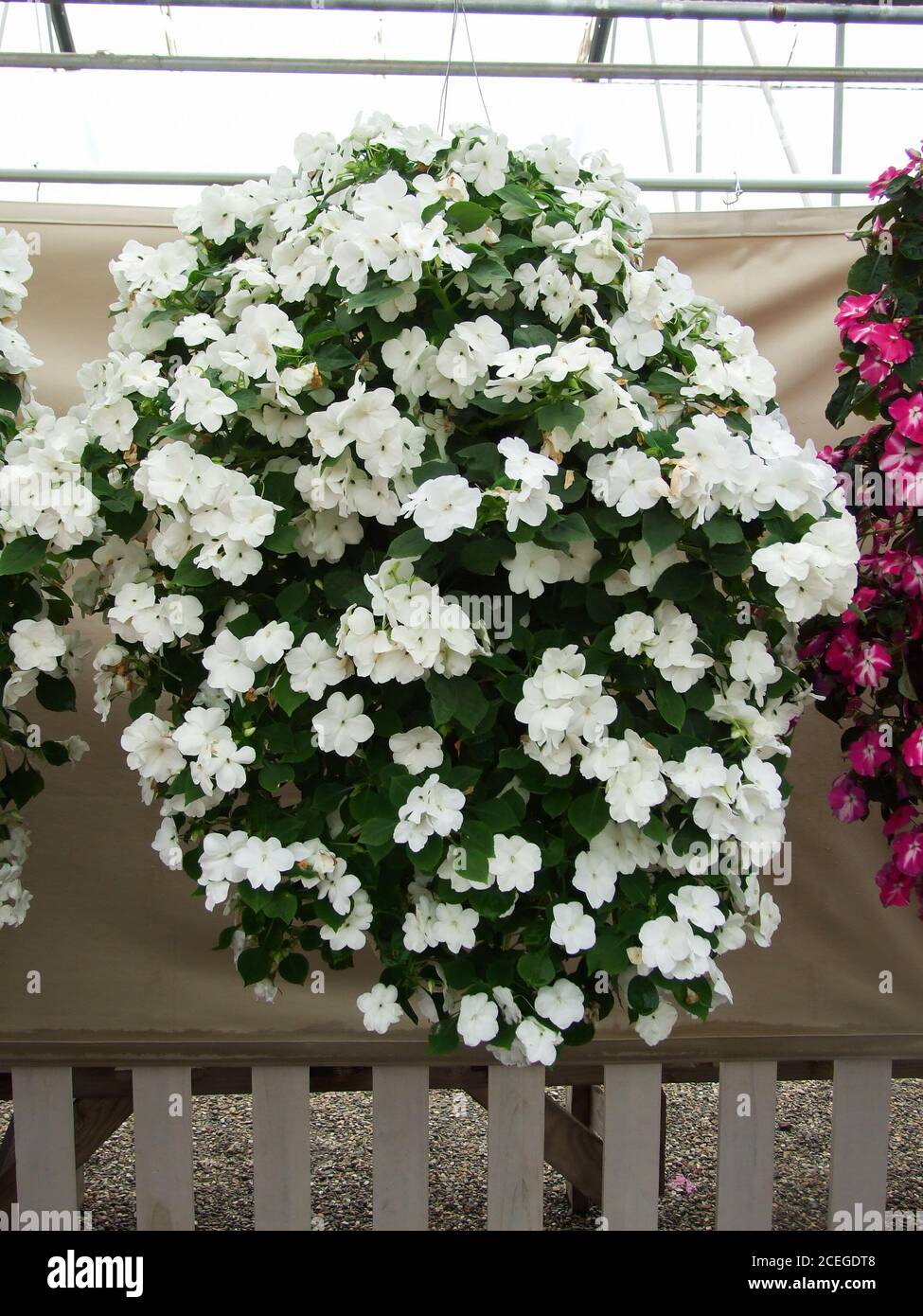 white impatiens in potted, scientific name Impatiens walleriana flowers also called Balsam, flower bed of blossoms in white Stock Photo
