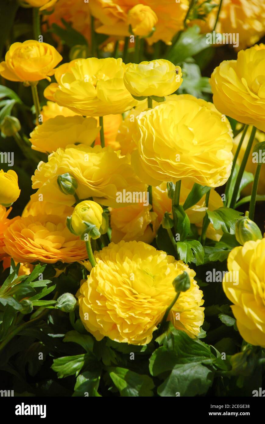 Ranunculus flora. A blossomed yellow flower with detailed petals shot, potted plant Stock Photo