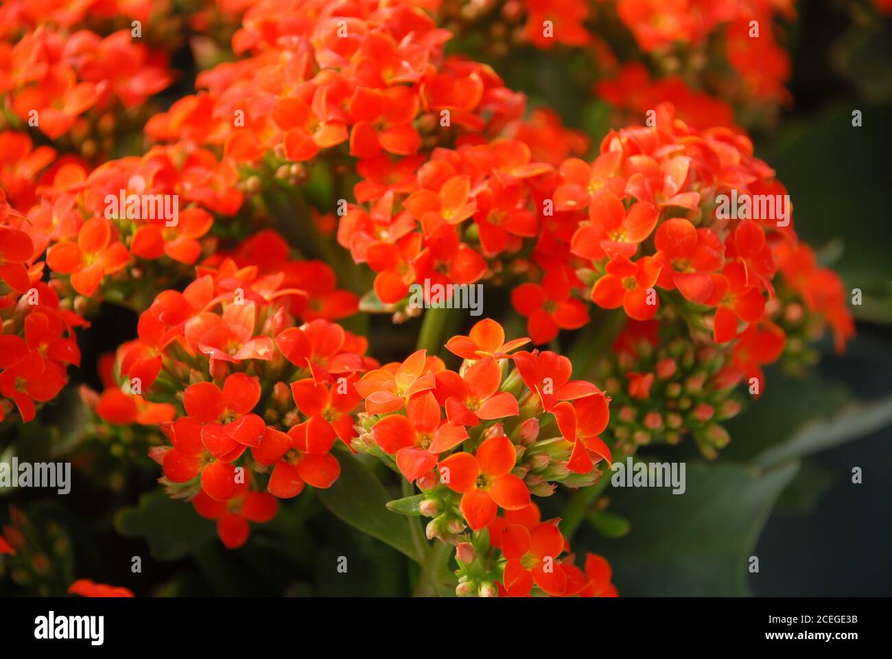 Kalanchoe plant with red flowers, Kalanchoe blossfeldiana, potted