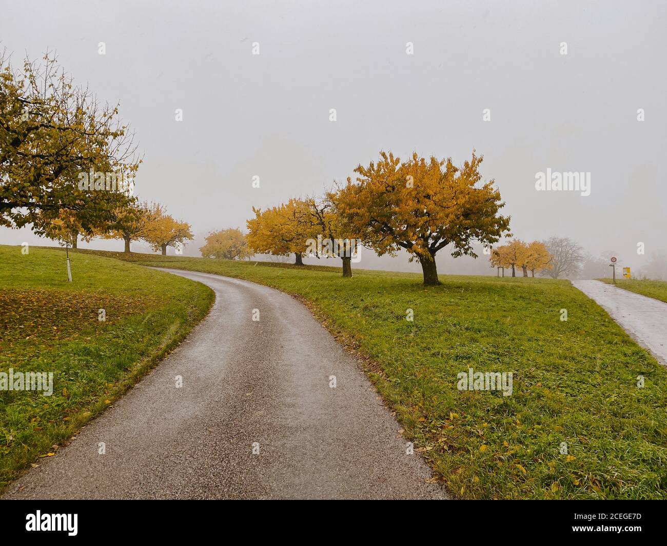 Pathway surrounded by greenery in a park covered in the fog Stock Photo ...