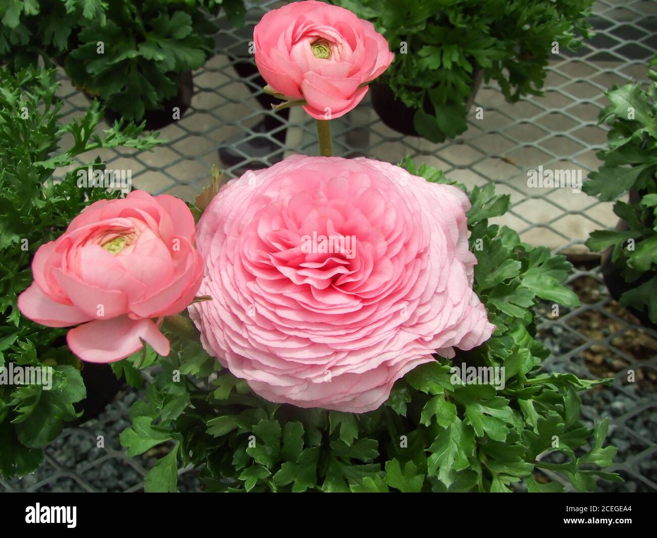 Ranunculus flora. A blossomed rose flower with detailed petals shot, potted plant Stock Photo