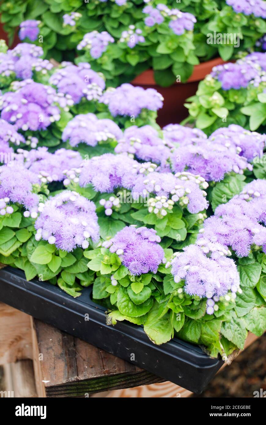 Ageratum, light purple ageratum, pot plants in the black tray Stock Photo