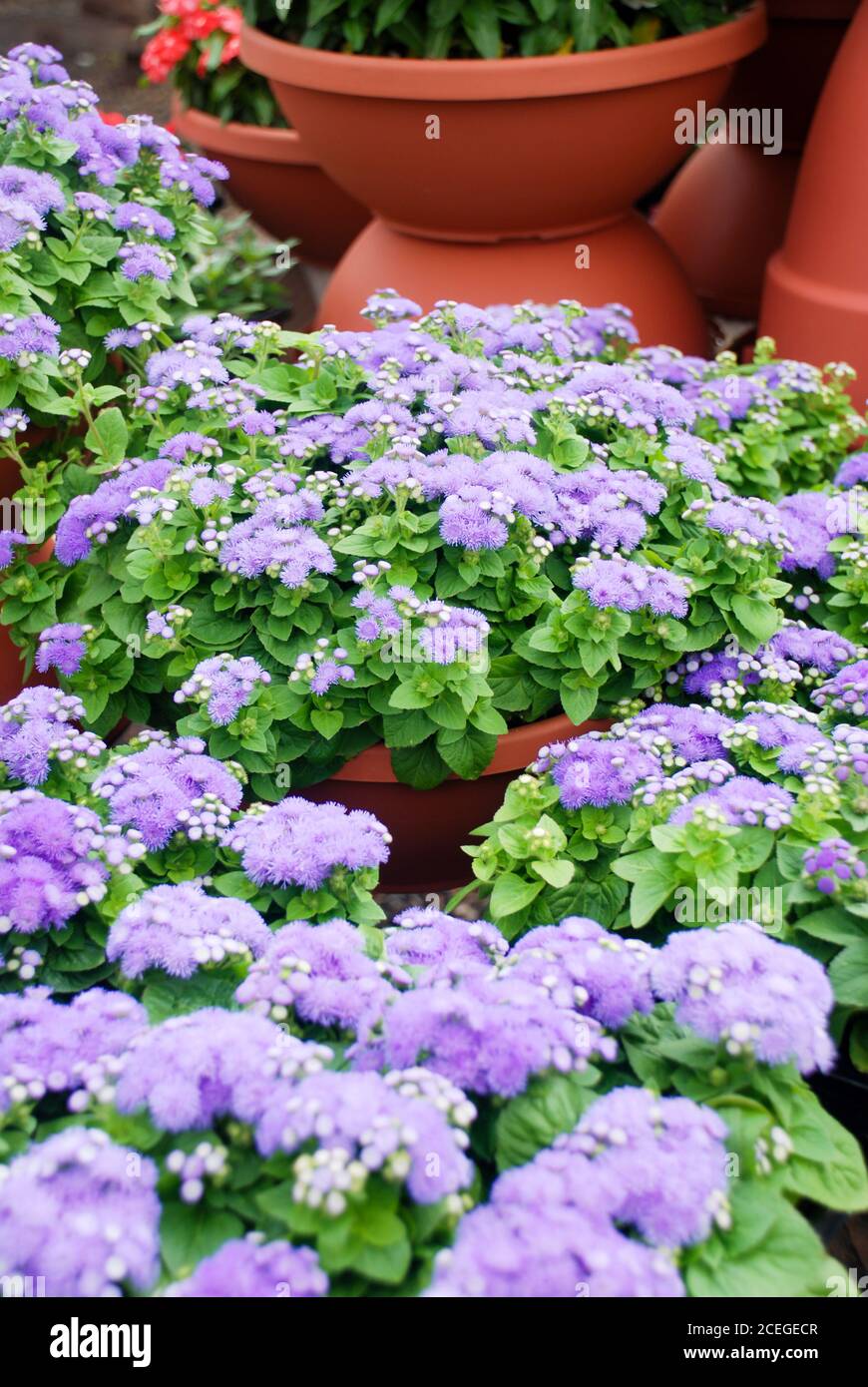 Ageratum, light purple ageratum, pot plants in the black tray Stock Photo