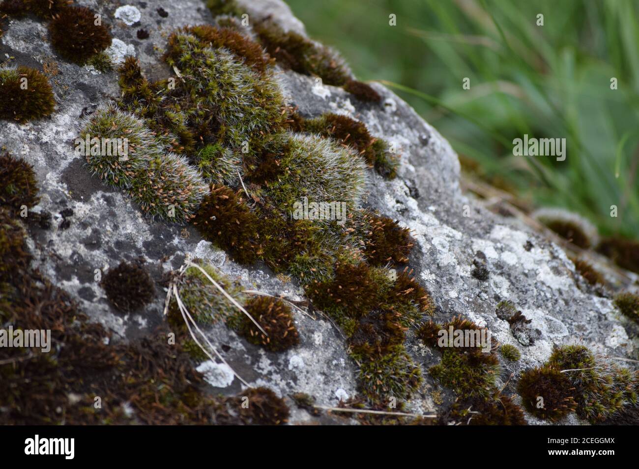 pulvinate Dry rock moss on a Stone Stock Photo