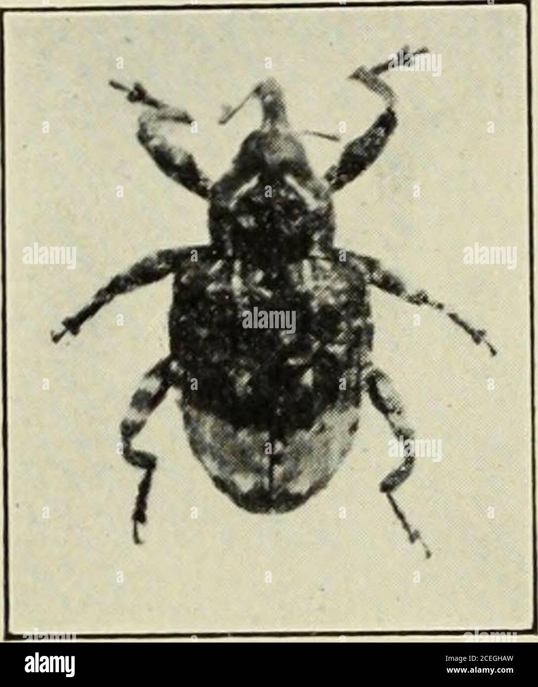 Quinces Insects Therocky High Resolution Stock Photography and Images - Alamy