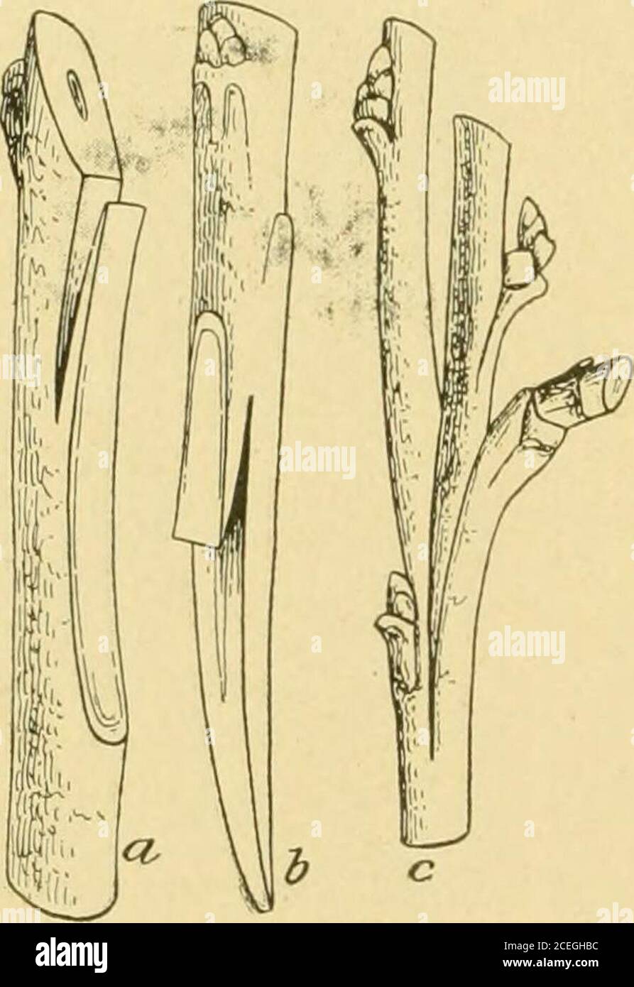 . Plant propagation; greenhouse and nursery practice. ainstplanting any but first choice benchgrafts; second and third choice arelittle better than field grafts-All that can be said in favor ofnursery grafting and bench graftingroots, is that vines so produced arefairly good when bench grafting isimpracticable. These methods permitroot grafting with stocks which,owing to rooting difficulty, are verydifficult to bench graft as cuttings. By their means resistant cut-tings too small to bench graft may be utilized, and a larger percent-age of well-grown grafted vines obtained from the nursery. On Stock Photo