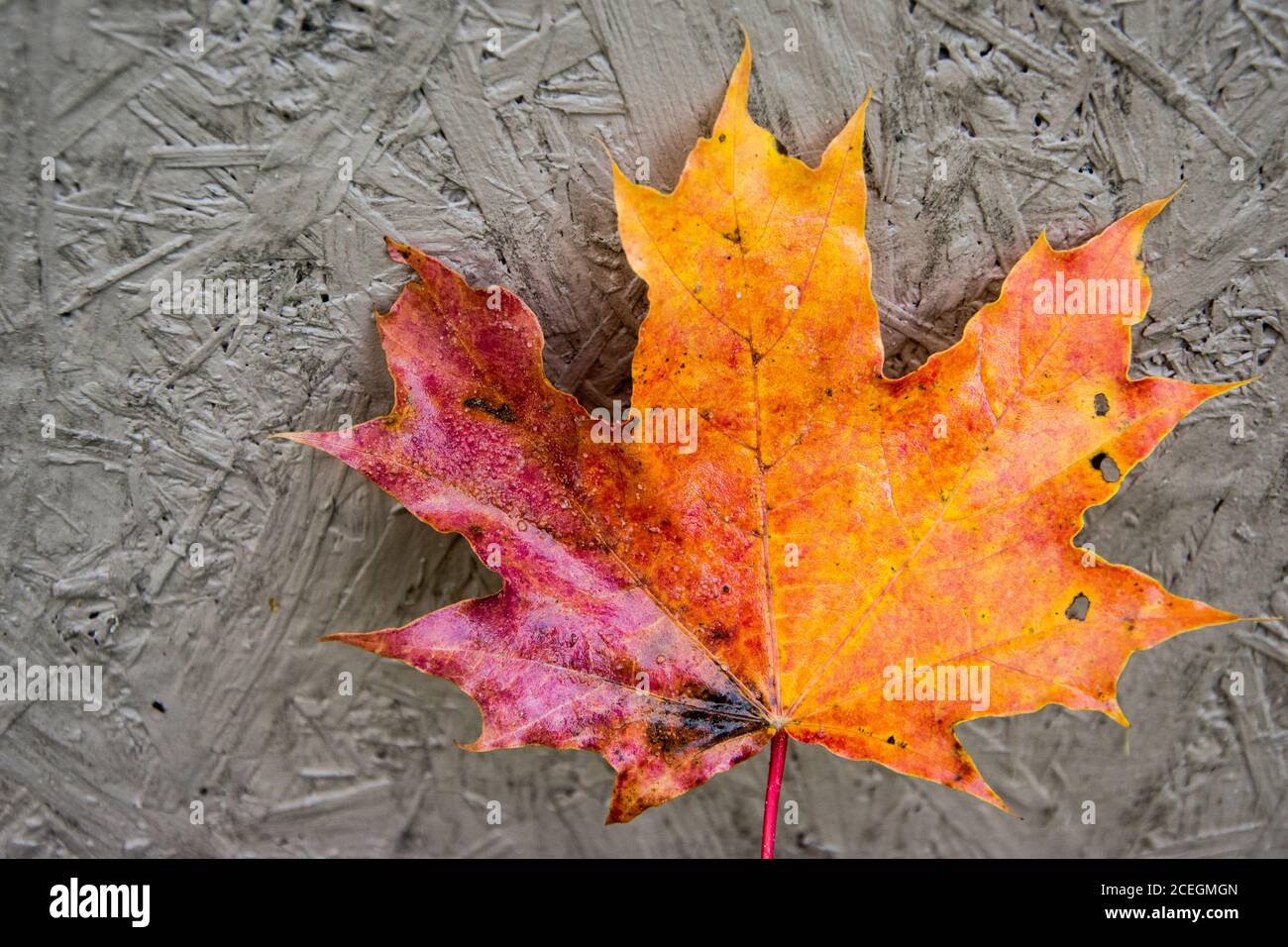Colourful maple leaf hi-res stock photography and images - Alamy