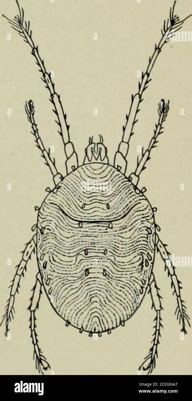 . Manual of fruit insects. Fig. 192. — The clover-mite. Redrawn after M.A. Palmer (x 37). Fig. 193. —Eggs ofthe clover-mite on atwig. ReferenceU. S. Bur. Ent. Circ. 158. 1912. 208 FRUIT INSECTS The two-spotted mite (Tetranychus himaculatus Harvey) This is the common red-spider of greenhouses and the miteoften discussed as Tetranychus telarius. Under this lattername there are many reports of injury to fruit-trees by red-spiders, but in most cases it is evident that the real culpritwas the clover-mite. The two-spotted mite is smaller, about5^ of an inch long, and the legs are more nearly of equa Stock Photo