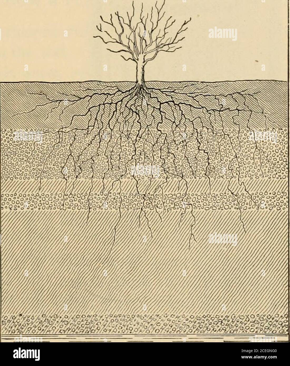 Tree Roots In Water Fig tree roots in water hi-res stock photography and images - Alamy