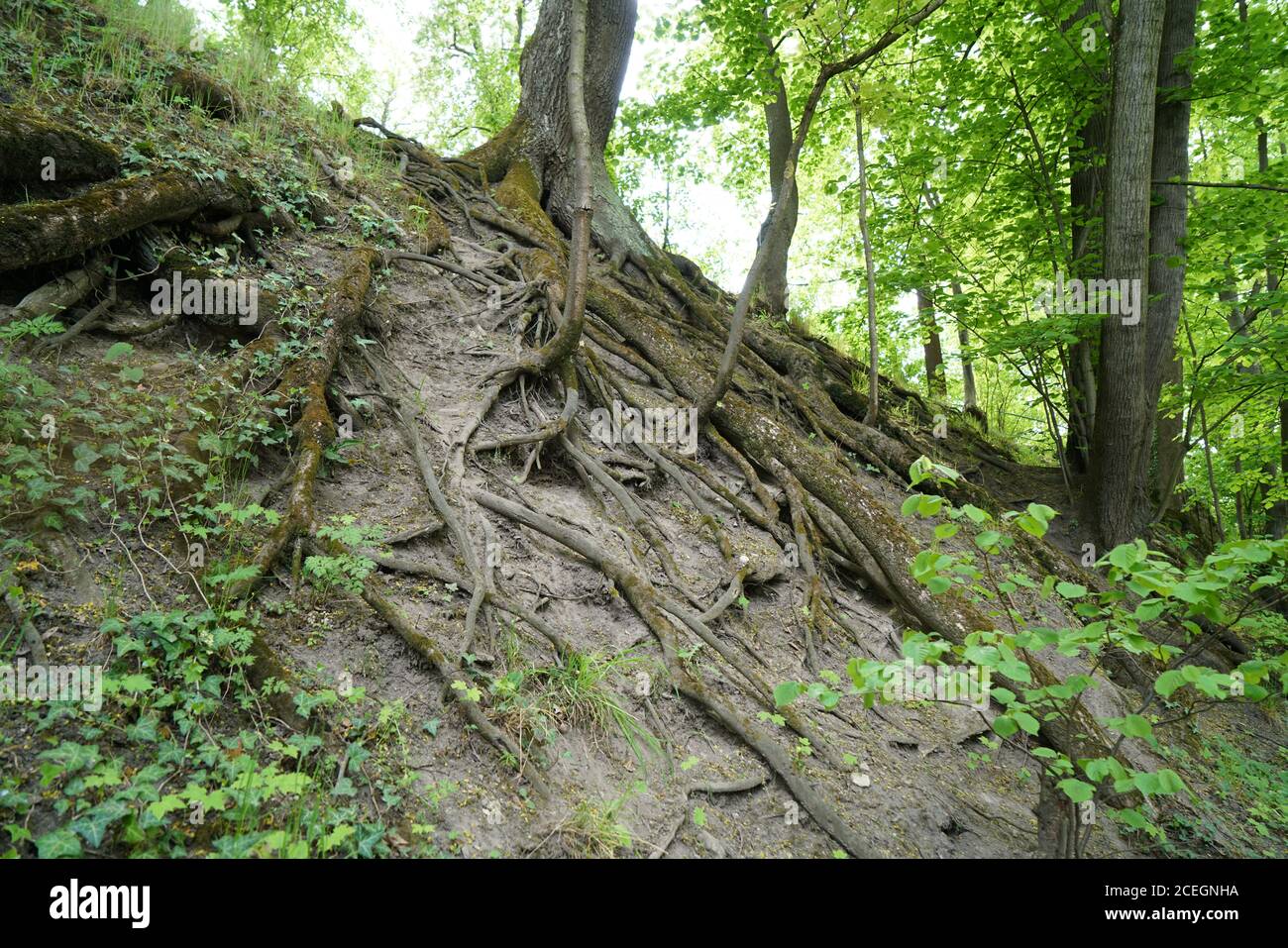 Deep root system hi-res stock photography and images - Alamy