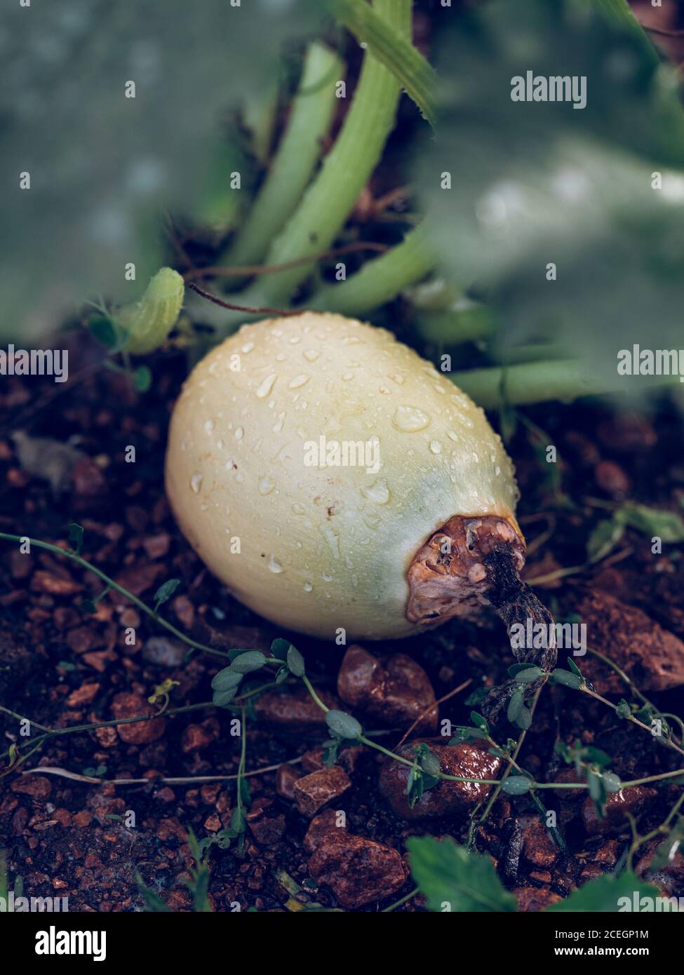 squash growing on the ground in the farm Stock Photo Alamy