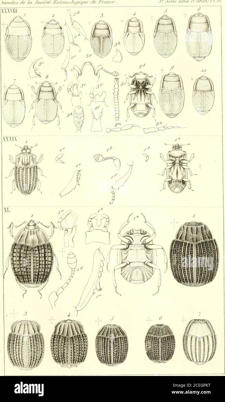 Annales De La Societe Entomologique De France 1 Liiinis T L7 Gt Llhf Llliijrr I Iront Ilj Kmcnw I A Gt Iiiii R Nou L H I My E 4 Liniiis Hrinnsii S Il Ji A Lu If Ici R L U Y Luir Iii O 1 1 U Paru Tmp