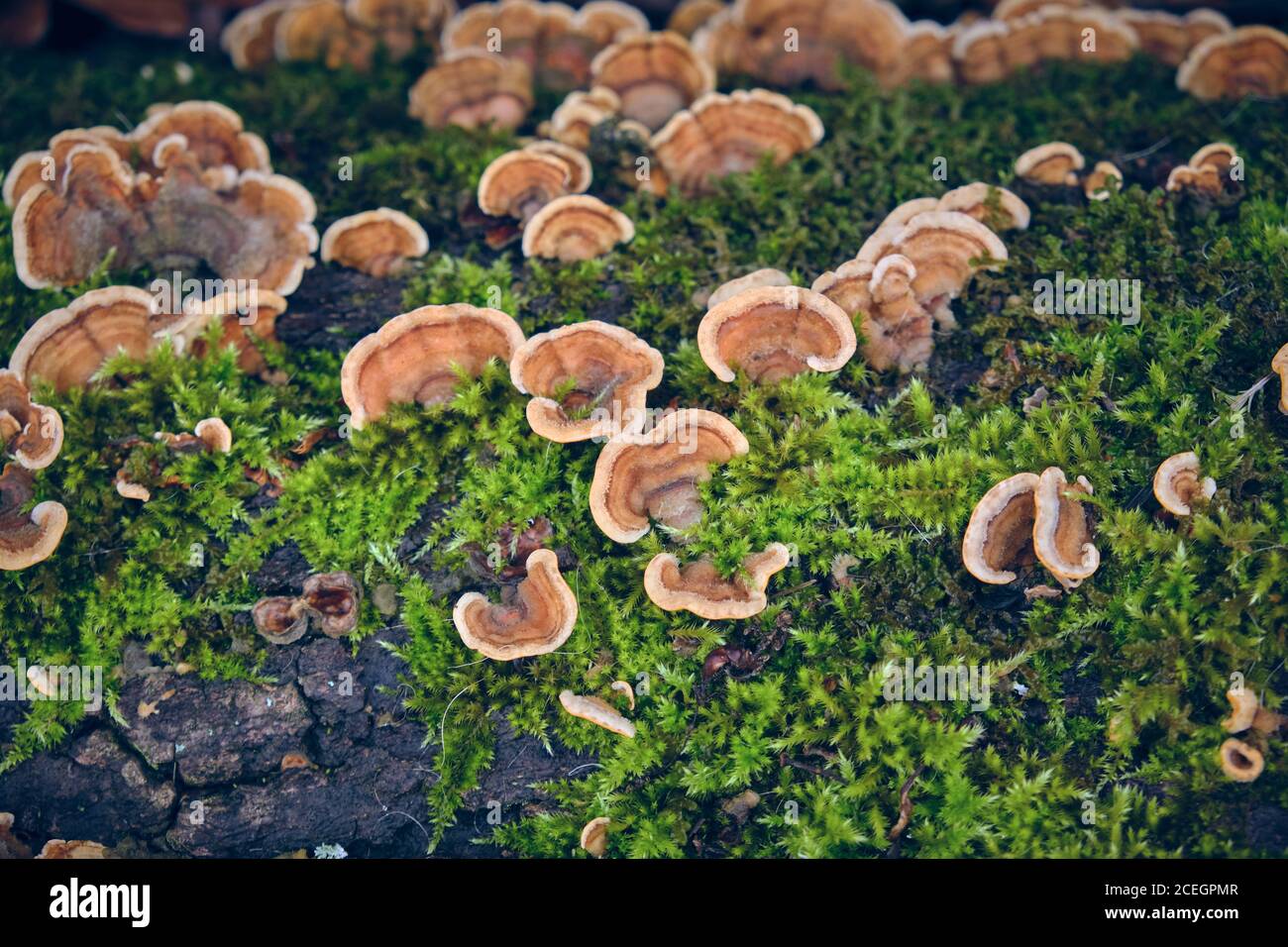 From above closeup Ganoderma lucidum and green lichen growing on bark of wood Stock Photo