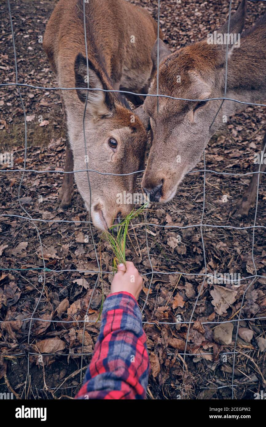 Crop hand of human in shirt with green grass feeding deer through fence and dry leaves on ground Stock Photo