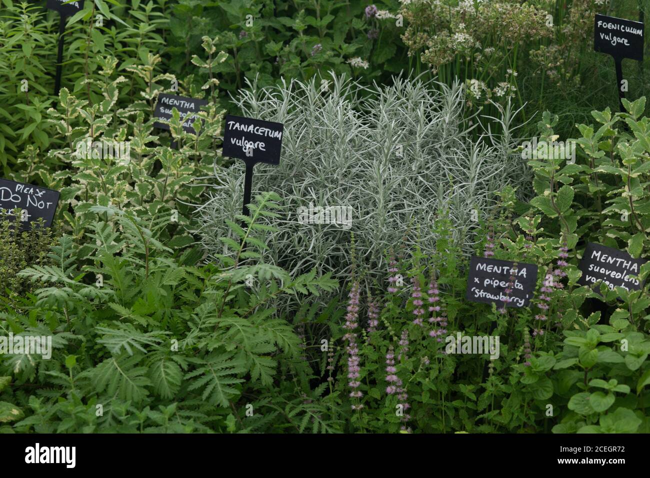 tanacetum vulgare and other mints and herbs growing in the garden Stock Photo